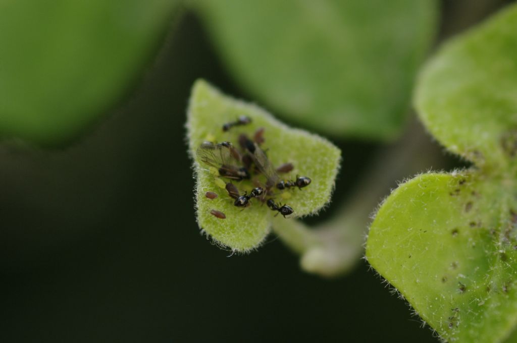 Afidi su edera con formiche:  Aphis sp.